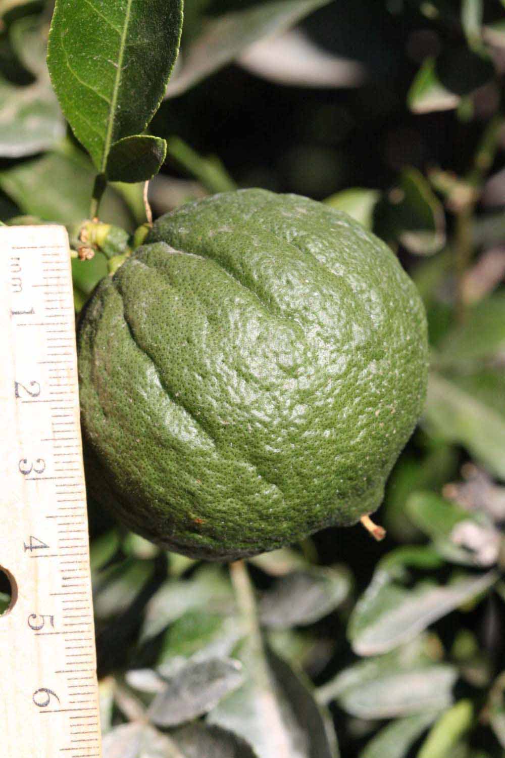              Immature fruit (Riverside, CA)       